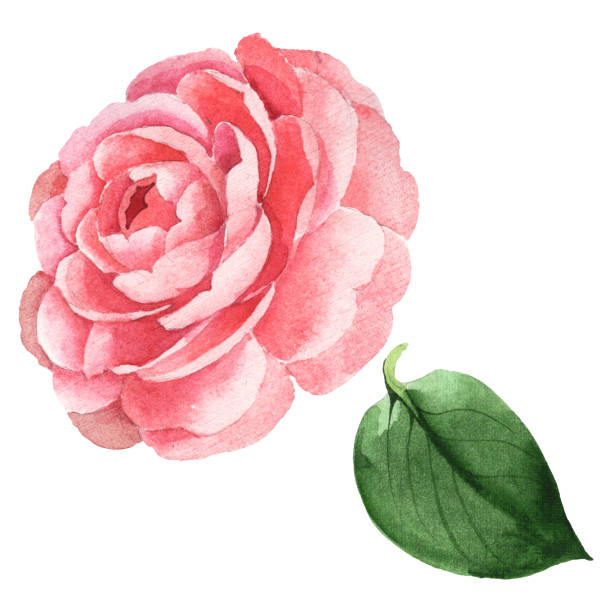 istock Pink camelia floral botanical flowers. Watercolor background illustration set. Isolated camelia illustration element. 1153826967