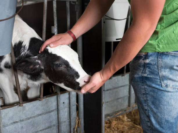 istock black and white calf suckles hand of farmer 1153827722
