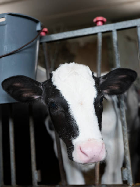 istock head of black and white calf inside farm 1153827726