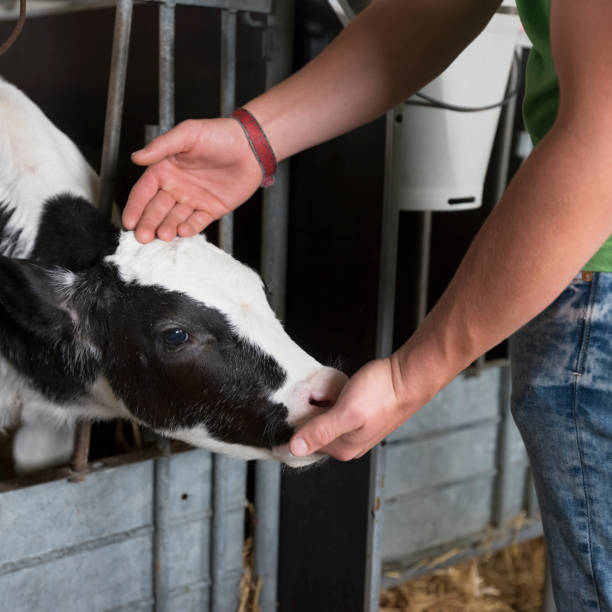 istock black and white calf suckles hand of farmer 1153827732