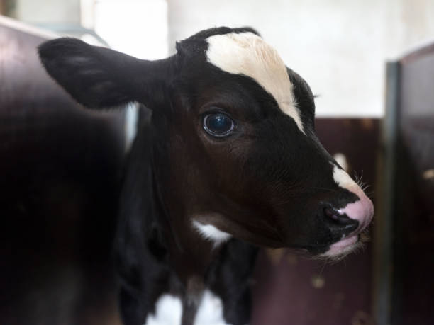 istock head of black and white calf inside farm 1153827809