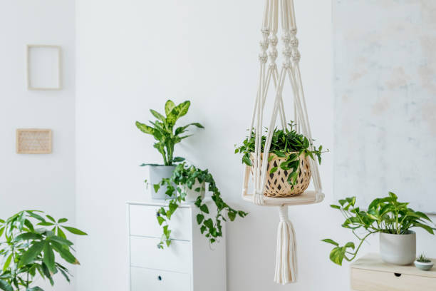 istock Stylish and minimalistic boho interior with crafted and handmade macrame shelf planter hanger for indoor plants, design furnitures, elegant accessories. Cozy and sunny home decor of living room. 1153828354