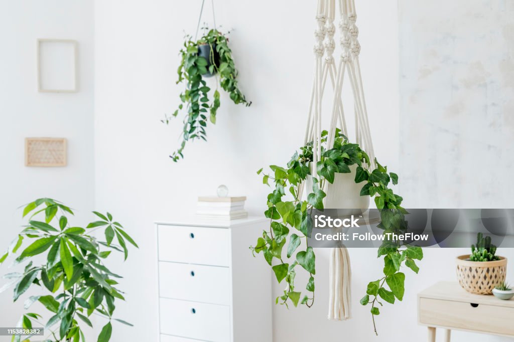 Stylish and minimalistic boho interior with crafted and handmade macrame shelf planter hanger for indoor plants, design furnitures, elegant accessories. Botany home decor of living room with plants. Craft macrame shelf planter hanger for indoor plants, rattan shelf, furnitures and elegant accessories. Cozy home decor. Stylish and minimalistic boho interior of living room. Hanging Basket Stock Photo