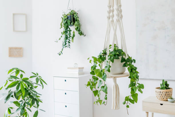Stylish and minimalistic boho interior with crafted and handmade macrame shelf planter hanger for indoor plants, design furnitures, elegant accessories. Botany home decor of living room with plants. stock photo