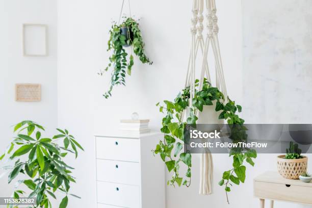 Stylish And Minimalistic Boho Interior With Crafted And Handmade Macrame Shelf Planter Hanger For Indoor Plants Design Furnitures Elegant Accessories Botany Home Decor Of Living Room With Plants Stock Photo - Download Image Now