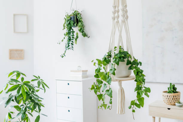 stylish and minimalistic boho interior with crafted and handmade macrame shelf planter hanger for indoor plants, design furnitures, elegant accessories. botany home decor of living room with plants. - hanging basket imagens e fotografias de stock