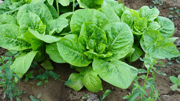 istock large natural lettuce planted in the garden, 1153828568