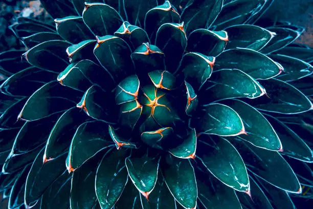 Photo of Cactus background texture.