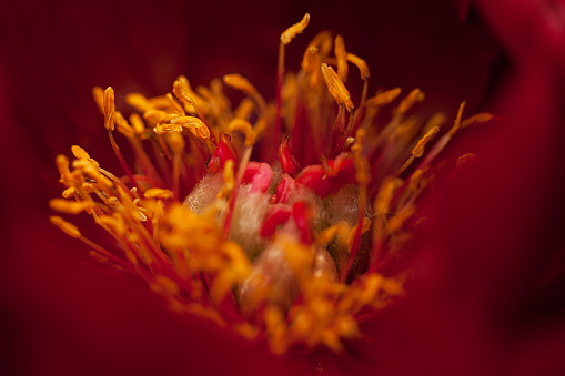 Close up of amaryllis