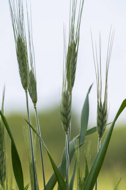 istock Green wheat on agriculture field in the spring 1153833961