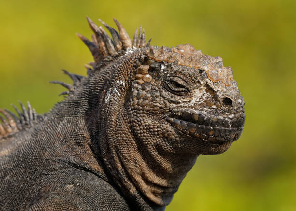 istock Closeup of a Marine Iguana 1153834699