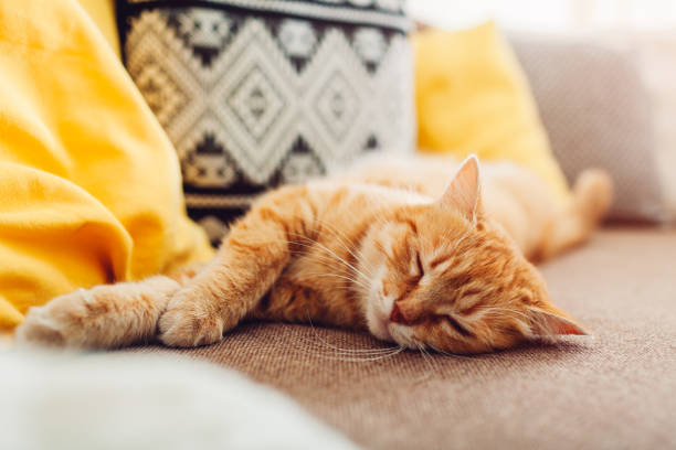 gato jengibre durmiendo en el sofá en la sala de estar rodeado de cojines - kitten color image cute feline fotografías e imágenes de stock