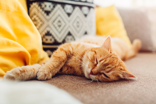 Ginger cat sleepng on couch in living room surrounded with cushions. Pet relaxing at home