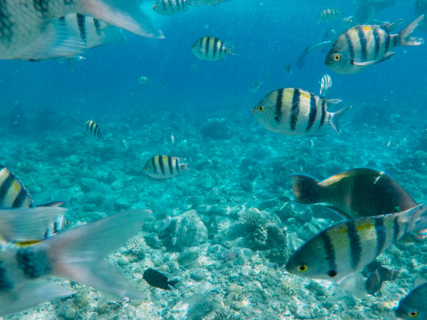 istock Underwater coral reef in red sea 1153836296