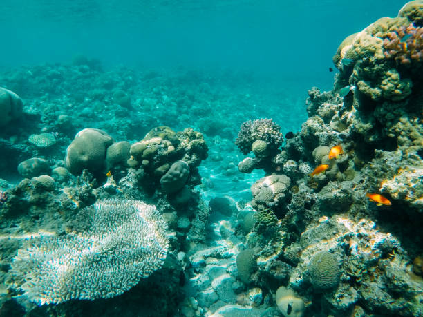 istock Underwater coral reef in red sea 1153836349