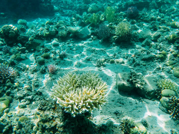 istock Underwater coral reef in red sea 1153836406