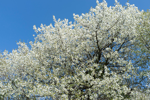 cherry branches in bloom
