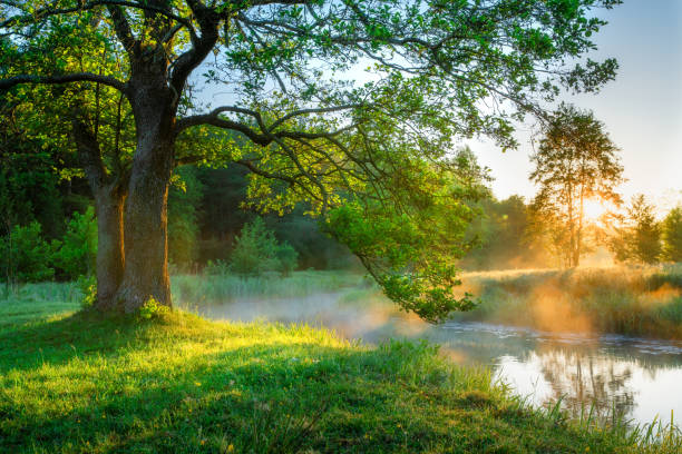 istock Bright summer morning by the riverside. 1153836554
