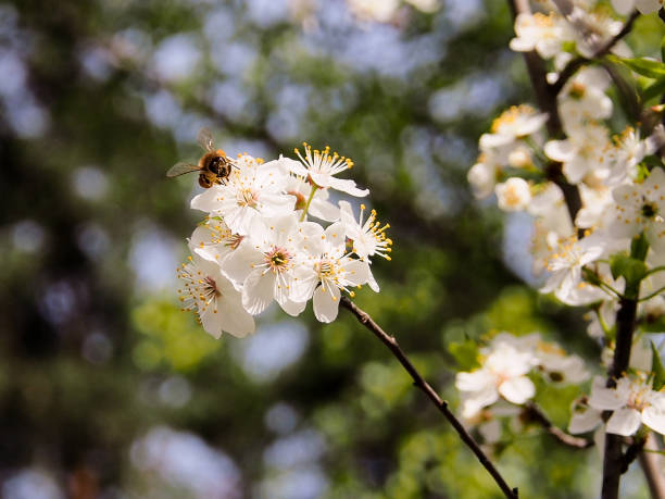 istock Blooming plum close-up and bee sitting on a flower. 1153836658