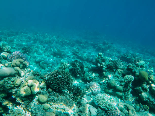 istock Underwater coral reef in red sea 1153836686