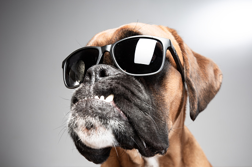 Boxer dog wearing black sunglasses.