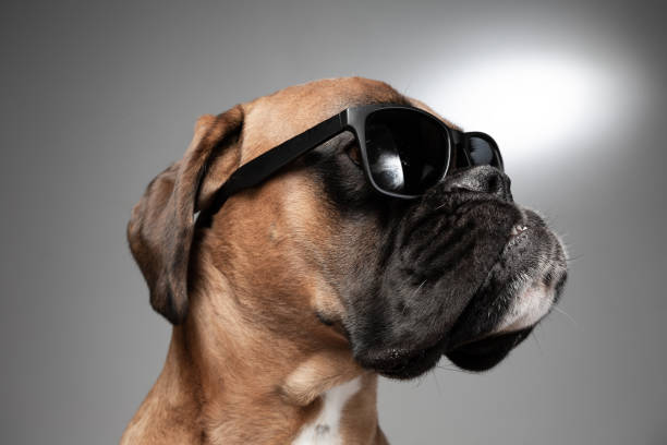 istock Close up on dog's head with sunglasses. 1153837790