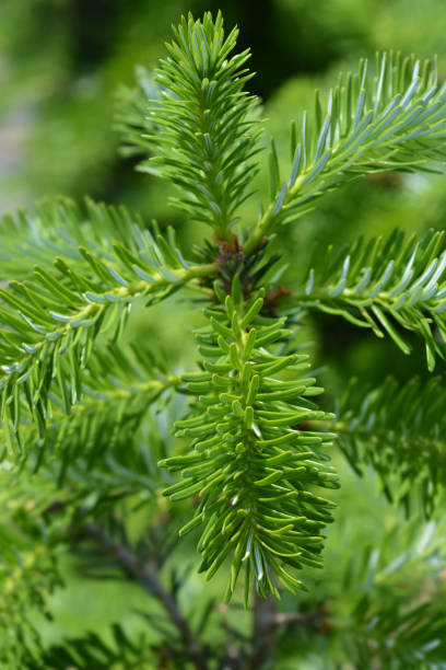 istock Blue Whistle Korean Fir 1153842678