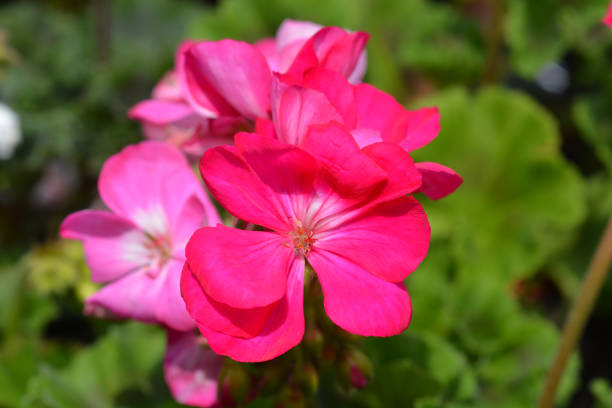 istock Pink Horse-shoe pelargonium 1153843075