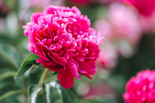 istock Pink flower peonies flowering on the background. 1153844449