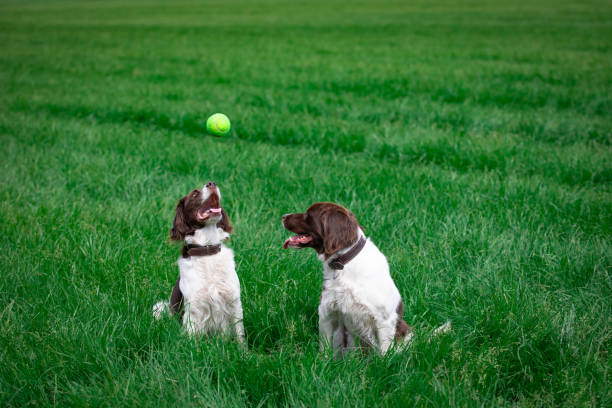 istock dog tries to catch a ball in field 1153846084