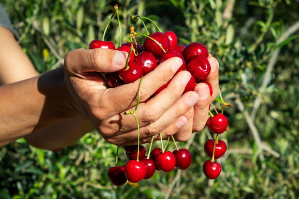 istock man with freshly collected cherries in his hands 1153847173