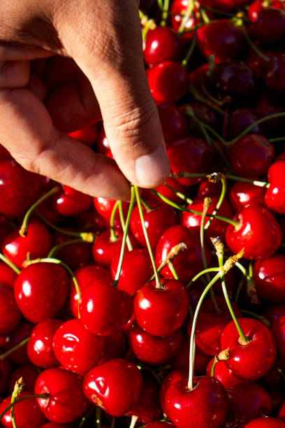 istock man picking some freshly collected cherries 1153847181