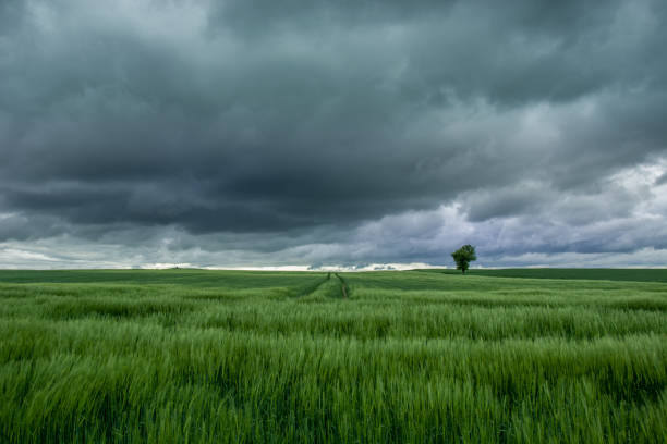 istock Rainy clouds over a green field with cereal barley 1153847298