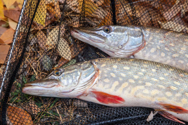 istock Freshwater pike fish. Two freshwater pikes fish and black landing net as background. 1153849846