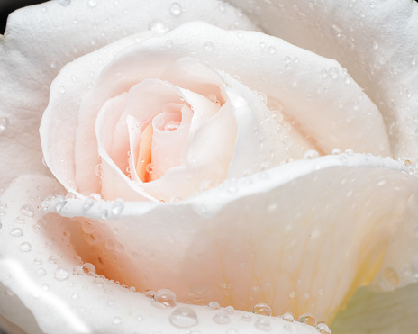 Light pink rose with waterdrops - full frame closeup