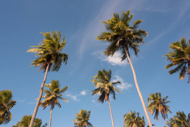 istock Coconut palms trees of Reserva do Paiva beach 1153853419