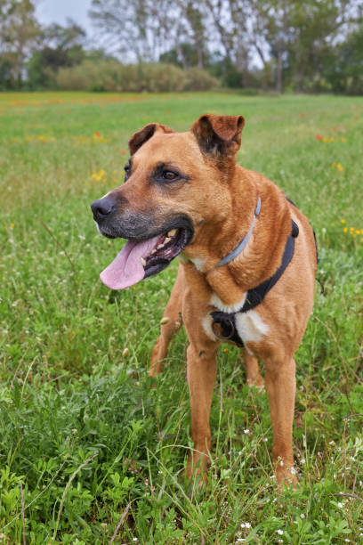 istock Brown dog on the meadow at springtime 1153853659