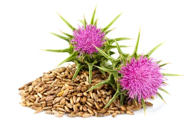 Seeds of a milk thistle with flowers (Silybum marianum, Scotch Thistle, Marian thistle ) Close-up on white background.