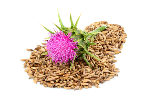 istock Medical plants. Milk thistle flower with seeds. 1153854919