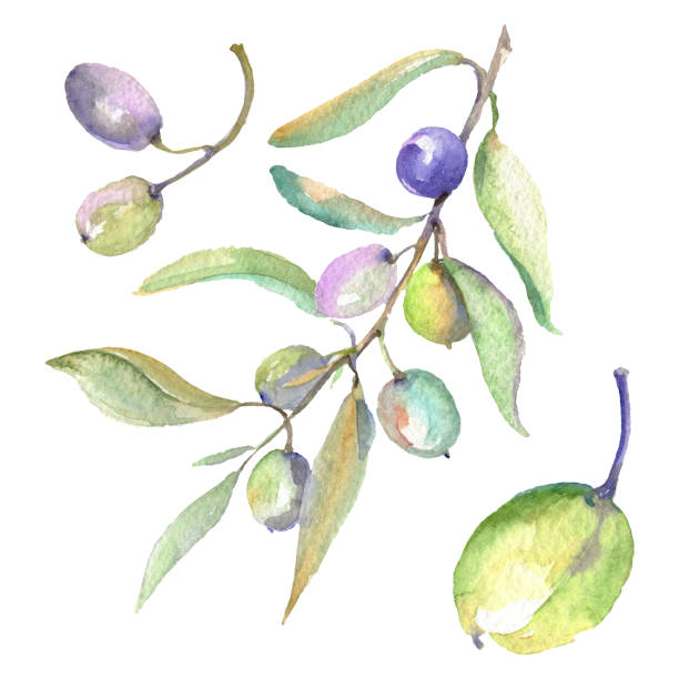istock Olive branch with green fruit. Watercolor background illustration set. Isolated olives illustration element. 1153855193