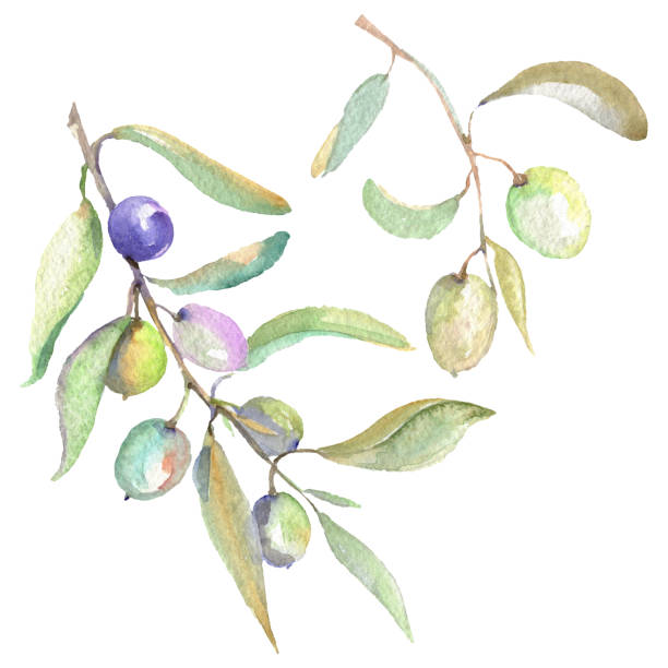 istock Olive branch with green fruit. Watercolor background illustration set. Isolated olives illustration element. 1153855227