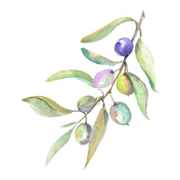 istock Olive branch with green fruit. Watercolor background illustration set. Isolated olives illustration element. 1153855229