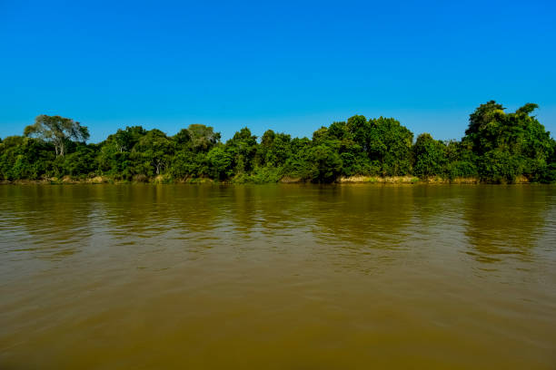 istock landscape of river and jungle 1153855494