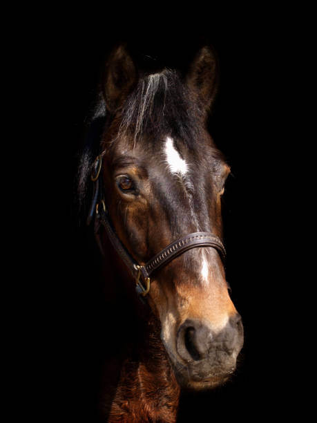 istock Horse Head Shot 1153856217