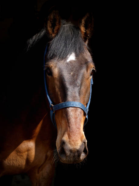 istock Horse Head Shot 1153856222