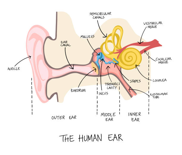 Hand drawn illustration of human ear anatomy. Hand drawn illustration of human ear anatomy. Colorful educational diagram with main parts labeled in English. human ear stock illustrations