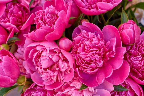 istock many large bright flowers peony background 1153858119