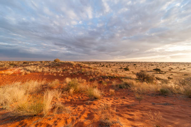 istock Sunset in the Kalahari 1153859105