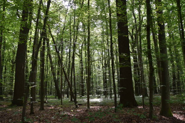 istock Tree forest foliage growth woods beautiful nature landscape 1153859462