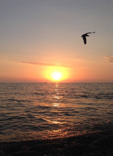 istock The bird, the sea and the sunset 1153860109